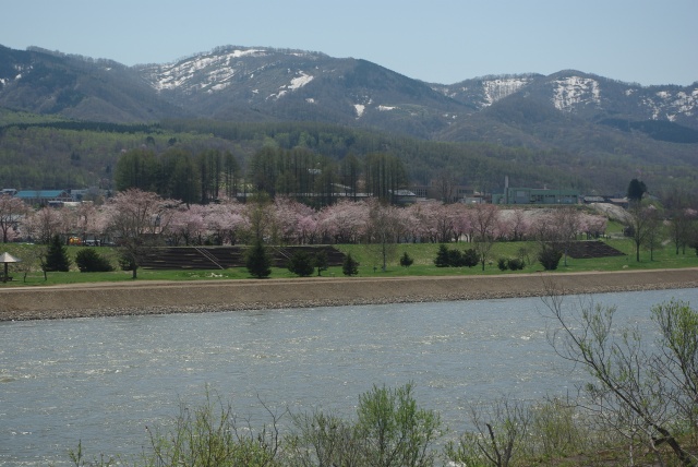 尻別川桜づつみ3