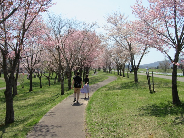 尻別川桜づつみ7