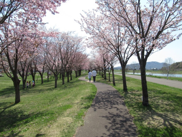 尻別川桜づつみ8