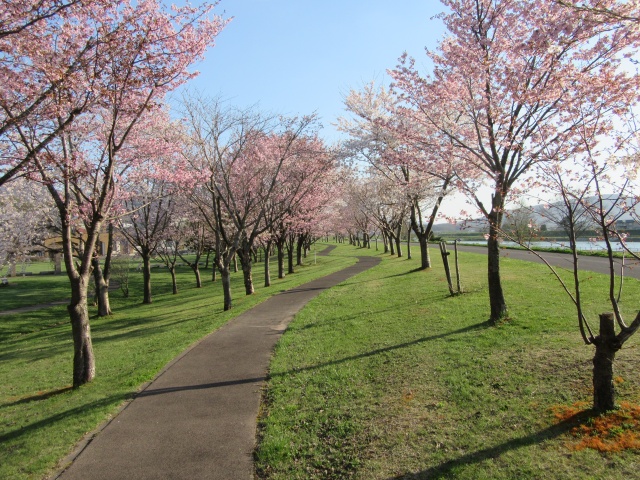 尻別川桜づつみ9