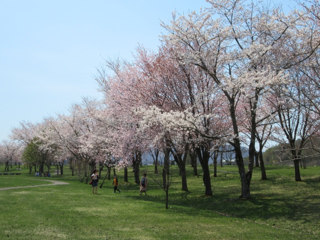 尻別川桜づつみ12