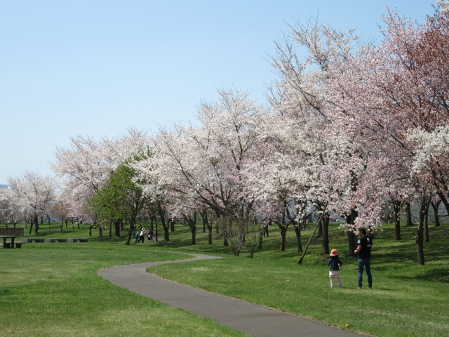 尻別川桜づつみ13