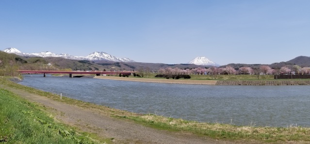 尻別川桜づつみ14