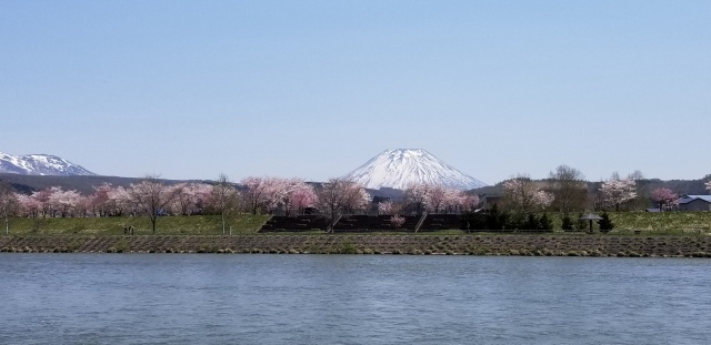 尻別川桜づつみ15