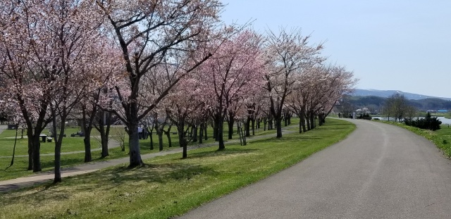 尻別川桜づつみ19