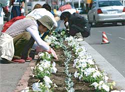 花植えのボランティア