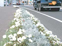 花満開の花壇