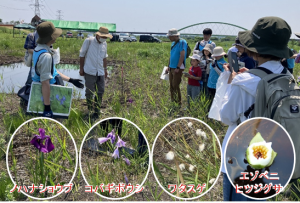 見頃の湿原植物の見学の画像