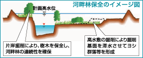 河畔林保全のイメージ図