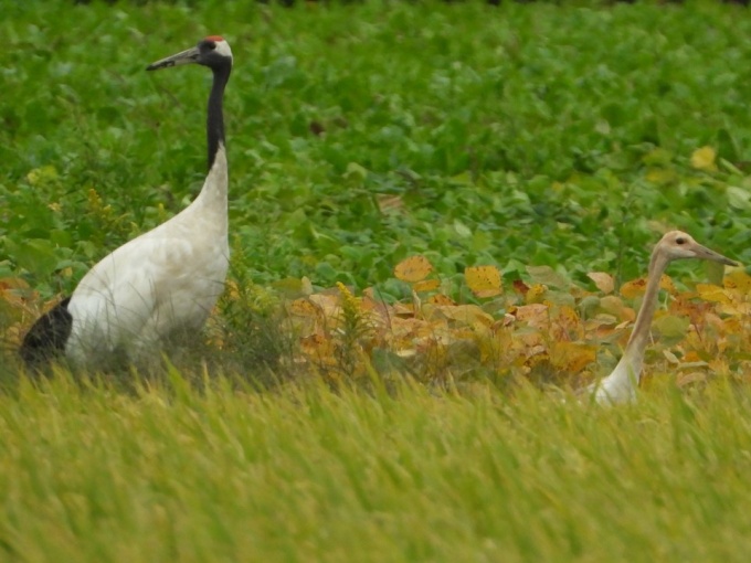 親鳥とヒナ