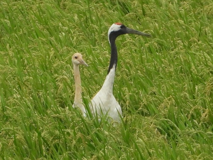 親鳥とヒナ