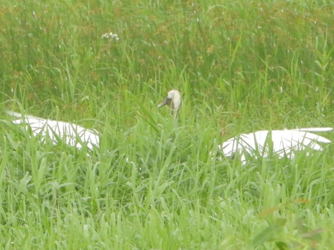 羽を広げる親鳥