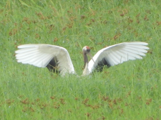 羽ばたきをする親鳥