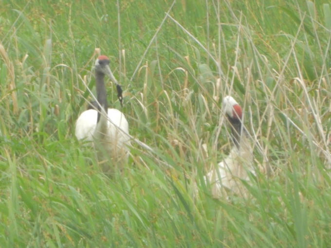 採餌する親鳥