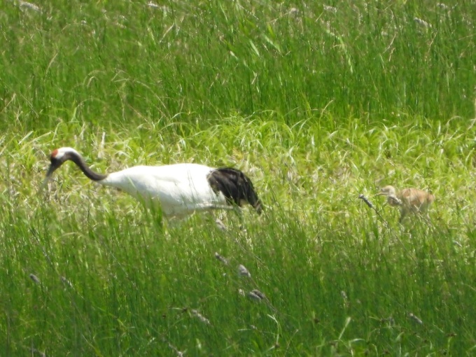 親鳥とヒナ