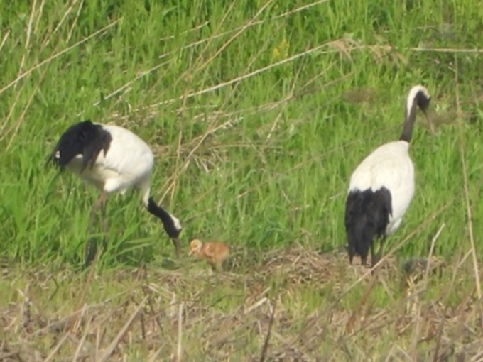 親鳥とヒナ