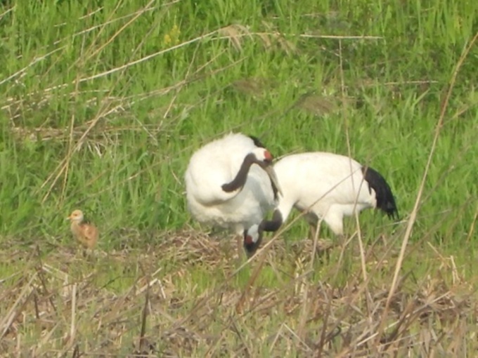 親鳥とヒナ