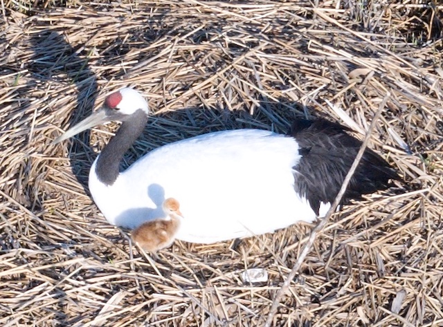 親鳥とヒナ