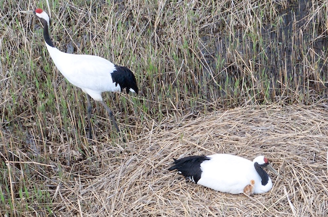 親鳥とヒナ