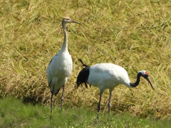 親鳥とヒナ