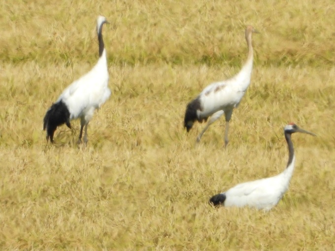 親鳥とヒナ