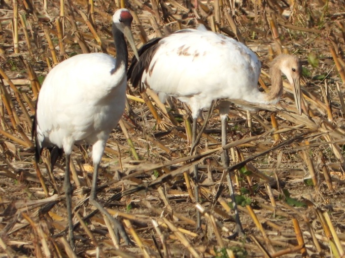 索餌する親鳥とヒナ