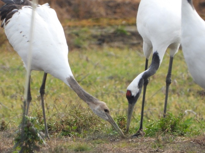 給餌する親鳥とヒナ