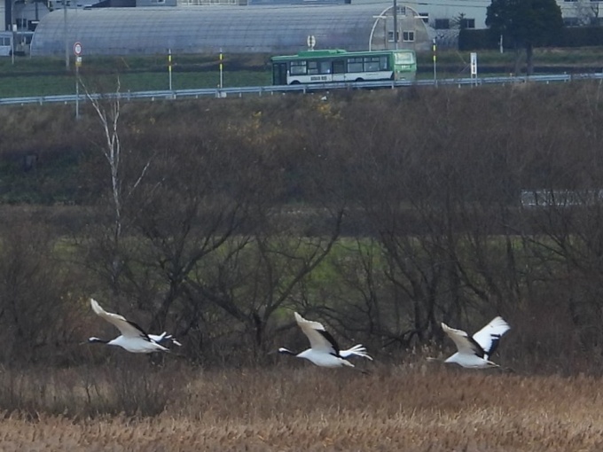 飛行する親鳥とヒナ