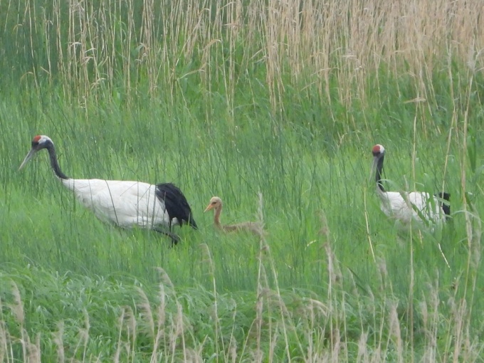 親鳥とヒナ