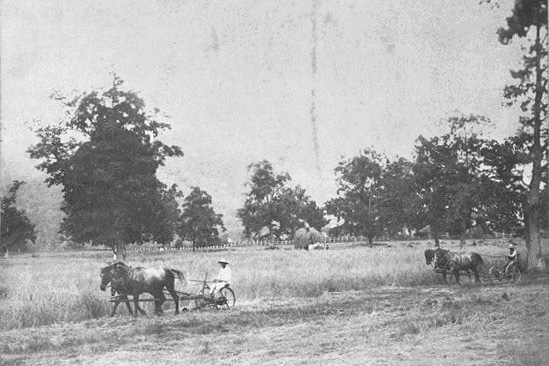明治30年頃の附属農場牧草収穫の景