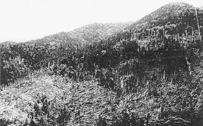 洞爺丸台風で大きな被害にあった層雲峡の原生林