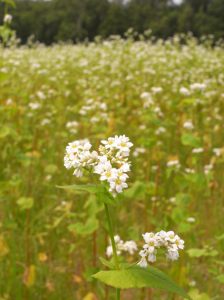 幌加内町のそば畑とそばの花（空知支庁「そらち道草写真館」蔵）