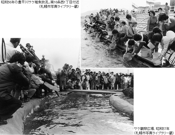 昭和56年の豊平川サケ稚魚放流・サケ観察広場