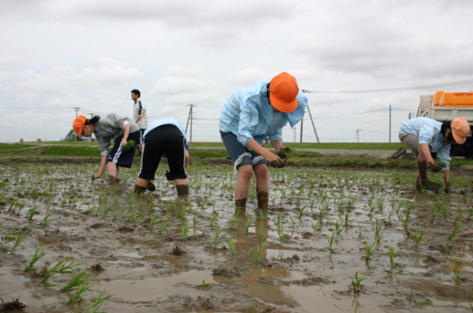 田植え体験