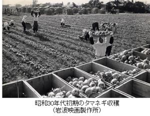 昭和30年代初期のタマネギ収穫