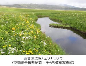 雨竜沼湿原とエゾカンゾウ