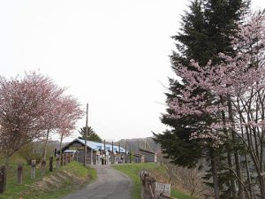 映画「幸福の黄色いハンカチ」のクライマックスは夕張が舞台