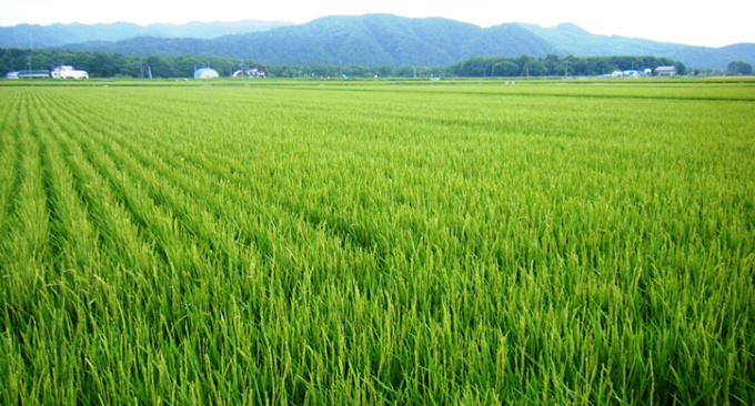 由仁の水田風景