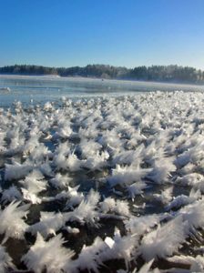 水辺には水蒸気が凝縮してできるフロストフラワーが咲く