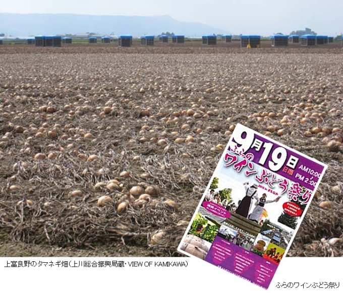 上富良野のタマネギ畑