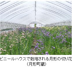 ビニールハウスで栽培される月形の切り花