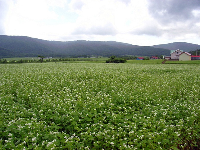 幌加内町沼牛地区の蕎麦の里