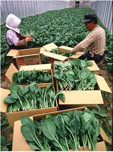 清田区有明のホウレン草の出荷作業