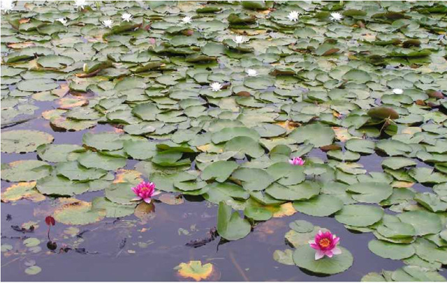 温泉近くにはヘラブナが棲み、ハスの花も咲く沼が点在する