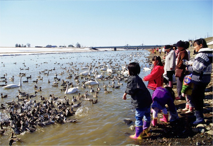 水鳥の中継地になっている牛朱別川分水路「永山新川」