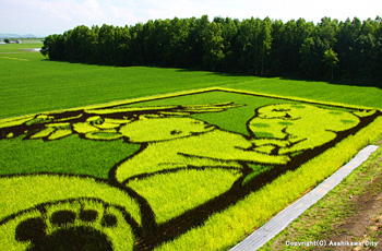 東鷹栖地区の水田に描かれた田んぼアート