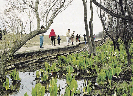 原始の石狩川の姿をとどめる湿原