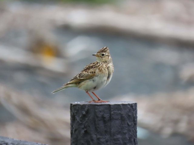 滝里湖オートキャンプ場に飛来したヒバリ