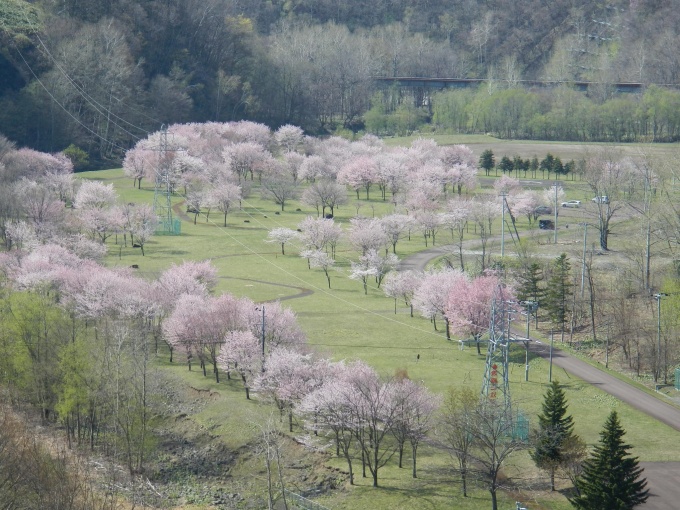 現在桜は8分咲きとなっております。今週末がちょうど見頃です。