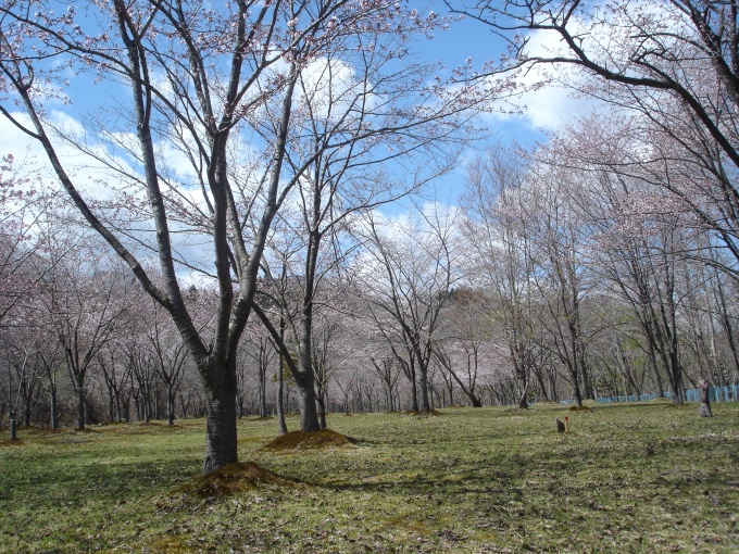 えにわ湖桜公園の桜開花状況
